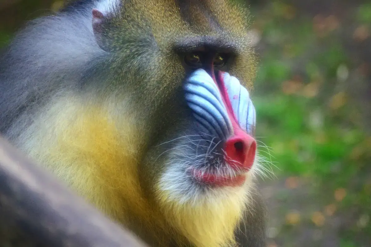 Male mandrill in close up, the blue ridged muzzle, red nose stripe and golden beard all visible