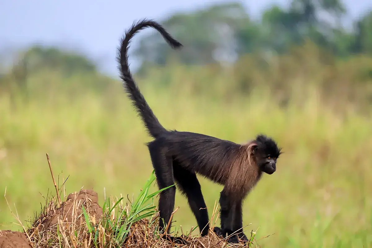 Mangabey walking through grassland with its long tail carried high above its back