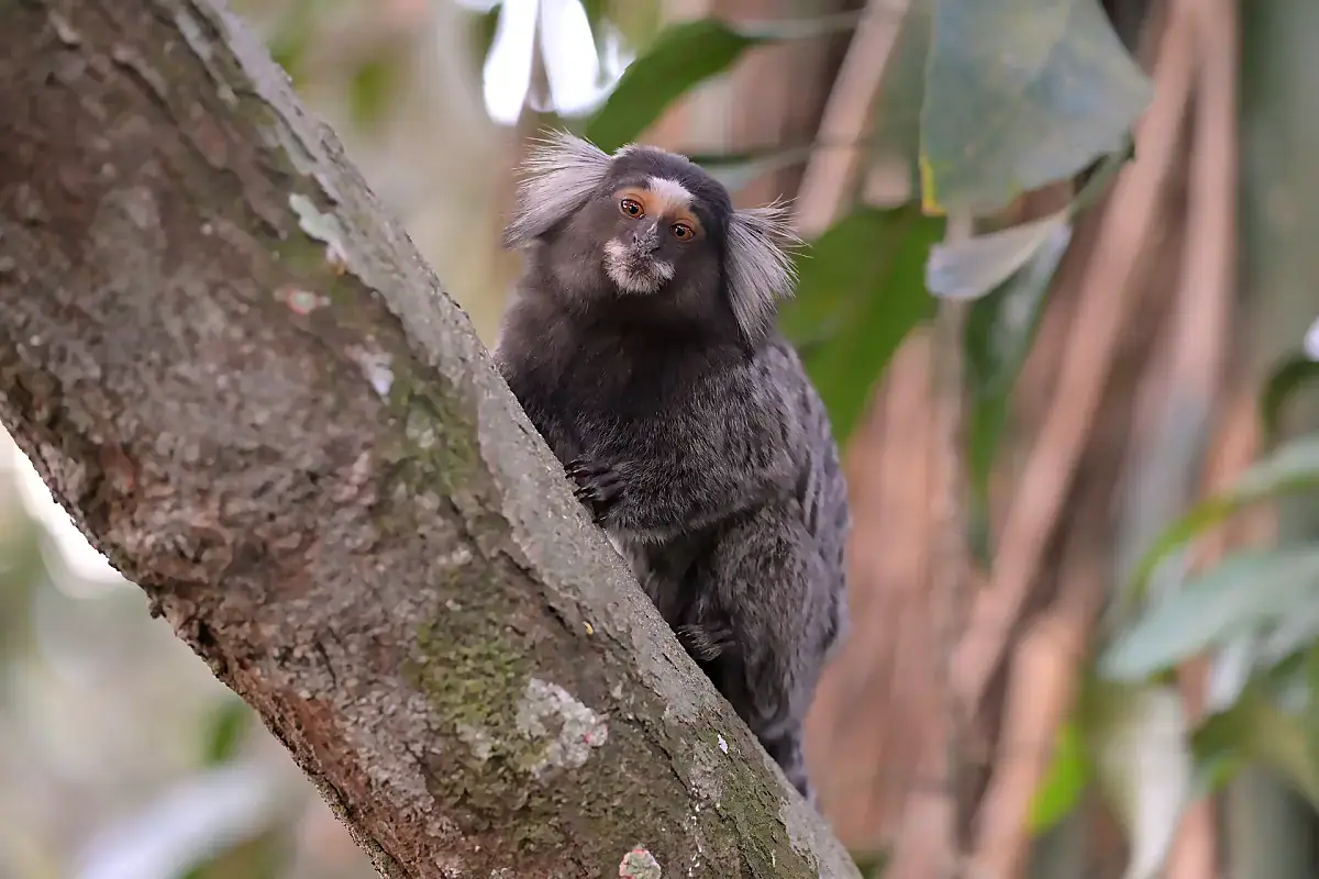Common marmoset clinging to a branch, showing the white ear tufts and mottled grey coat
