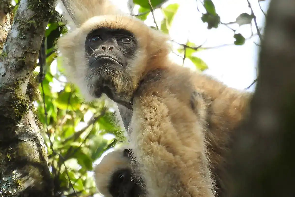 Muriqui hanging in the canopy, the largest monkey in the Americas and found only in Brazil