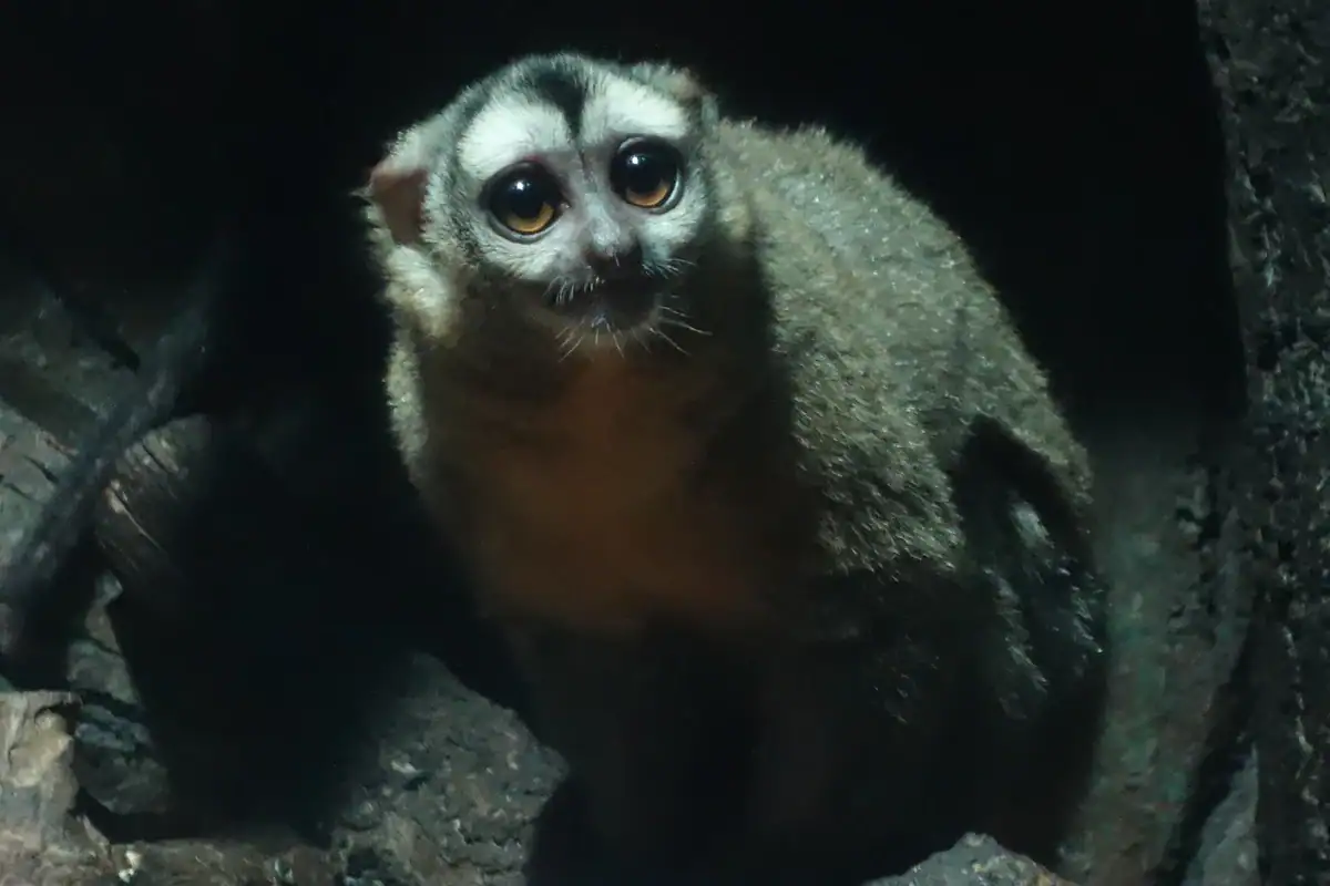 Three-striped night monkey facing the camera, showing the oversized eyes and white facial markings of the only nocturnal monkey