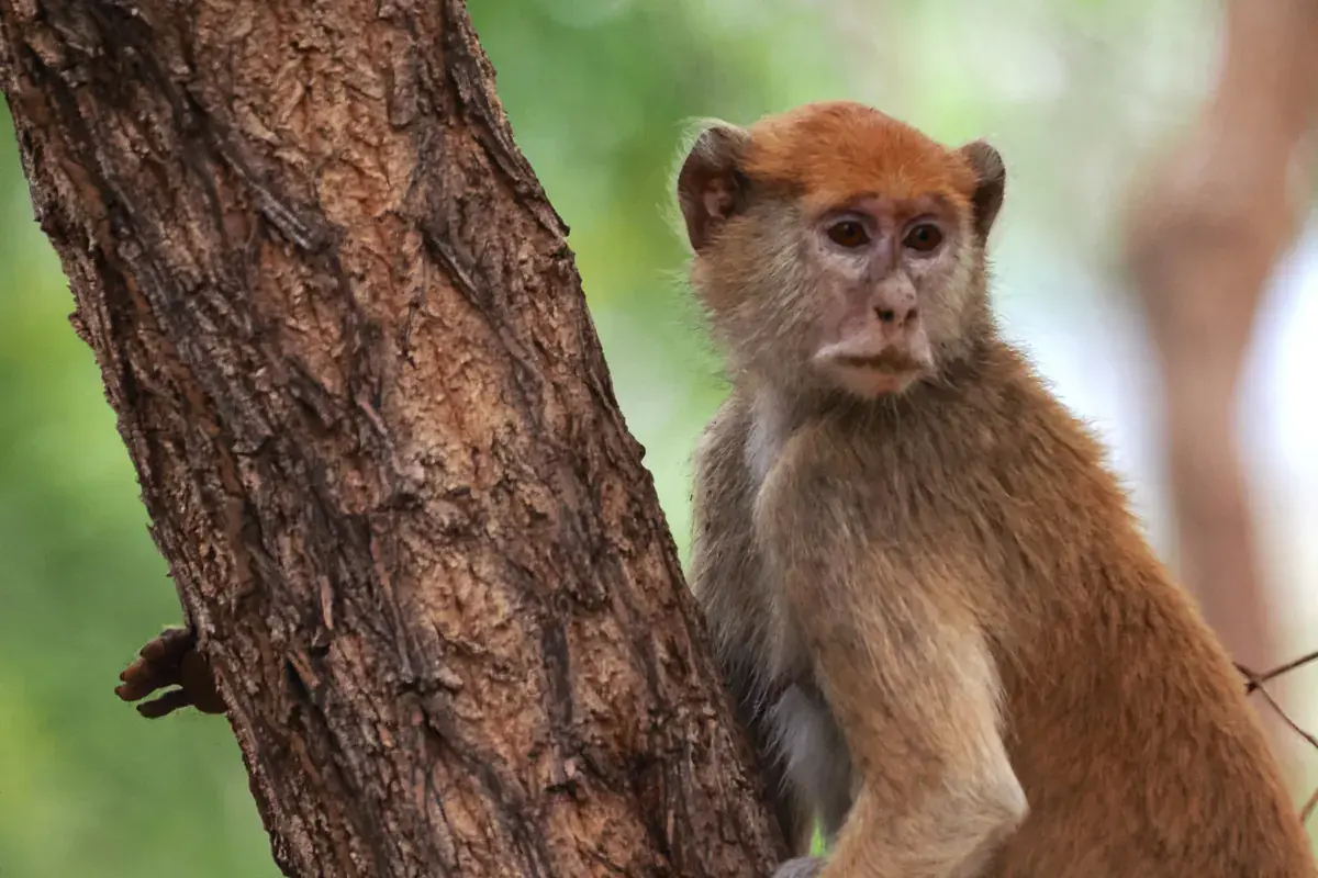 Patas monkey beside a tree trunk, showing the red orange coat and pale face of the fastest primate on the ground