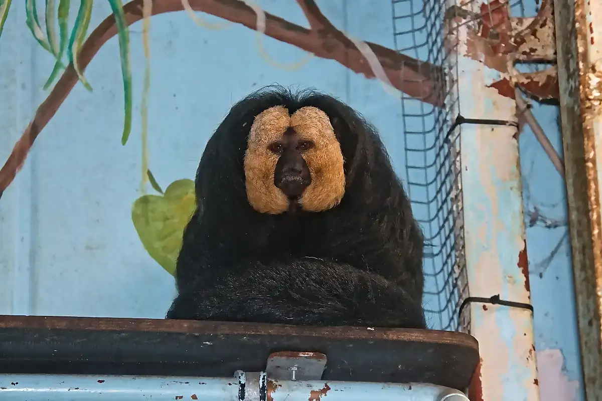 Male white faced saki, its black coat contrasting with the pale facial disc that only males carry