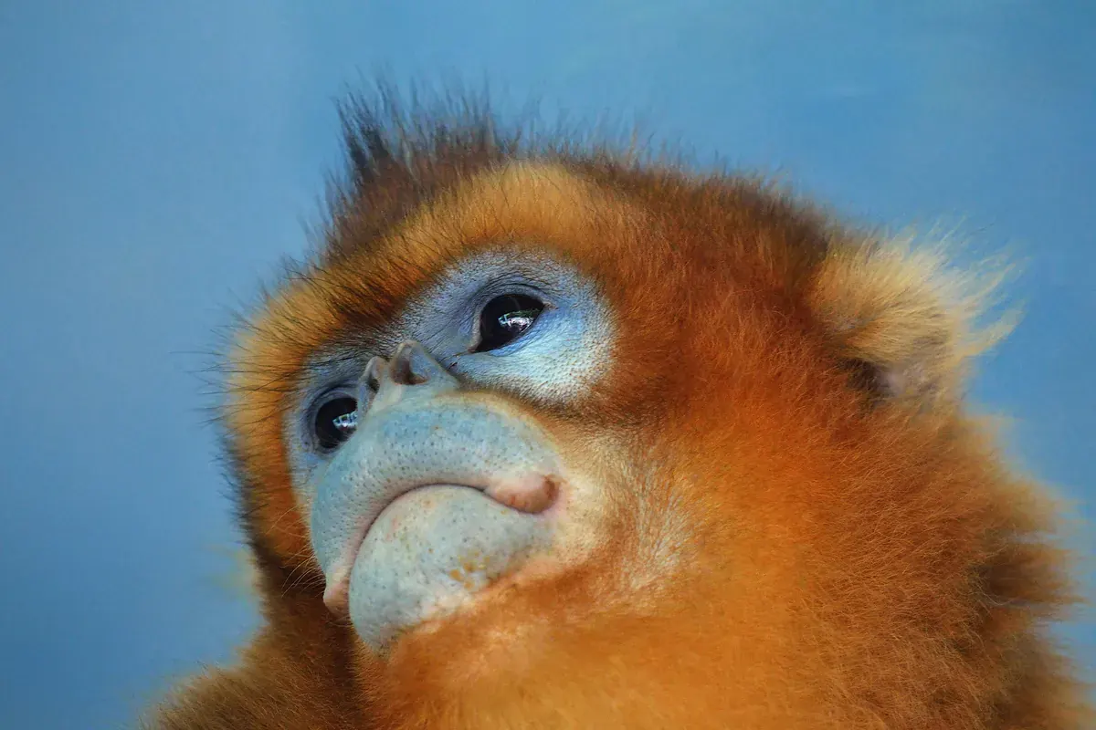 Golden snub-nosed monkey against a blue sky, showing the pale blue face and the upturned nose that names the group