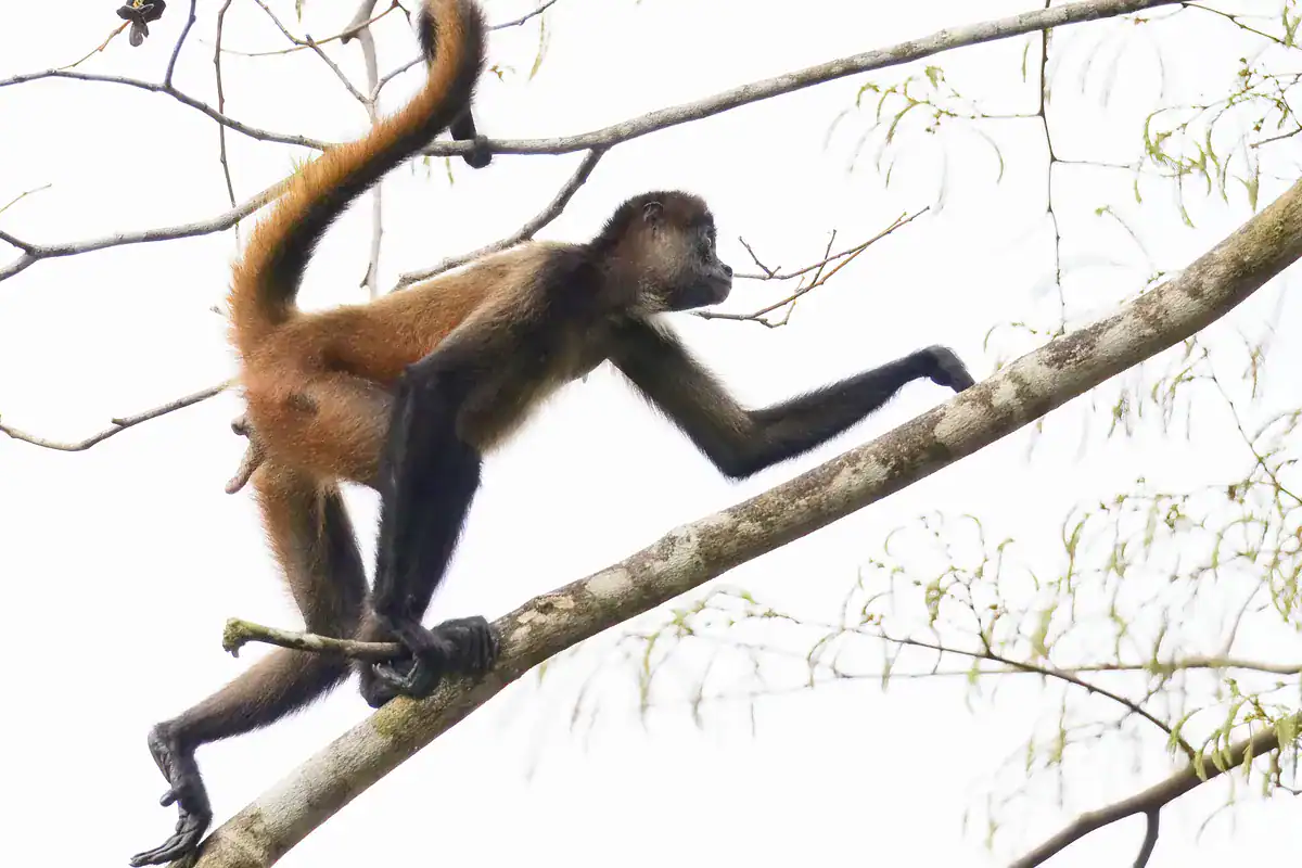 Geoffroy's spider monkey crossing a branch, its long arms and curled prehensile tail carrying its weight