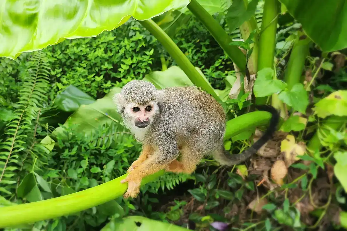Squirrel monkey gripping a green stem in rainforest planting, showing the white eye mask, dark muzzle and orange forearms