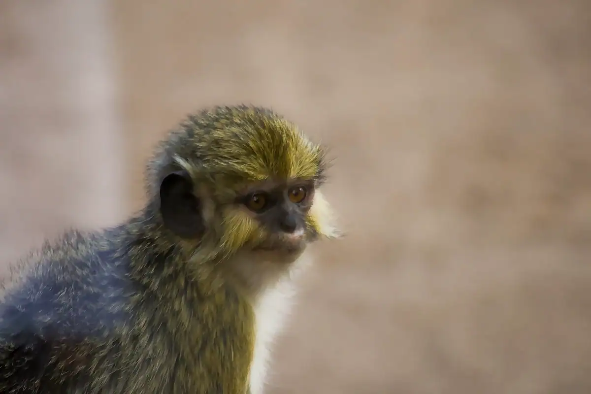 Talapoin, the smallest Old World monkey, showing its olive green coat and small rounded head