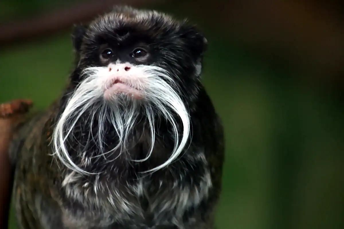 Emperor tamarin portrait, showing the long white moustache that gives the species its name