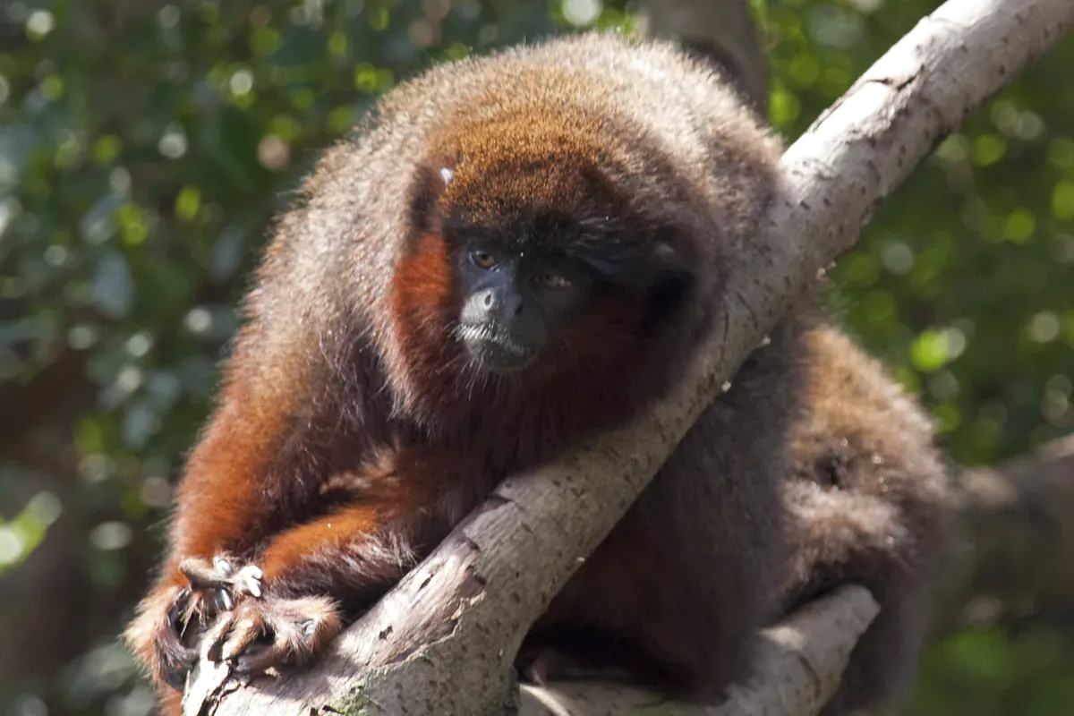 Coppery titi resting along a branch, showing the red brown coat and the thick tail that bonded pairs twine together