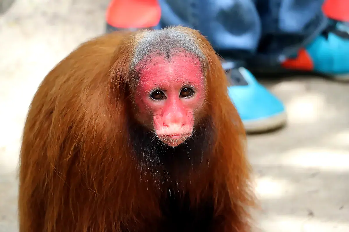 Bald uakari with its bare crimson face and shaggy russet coat, a face color that signals good health