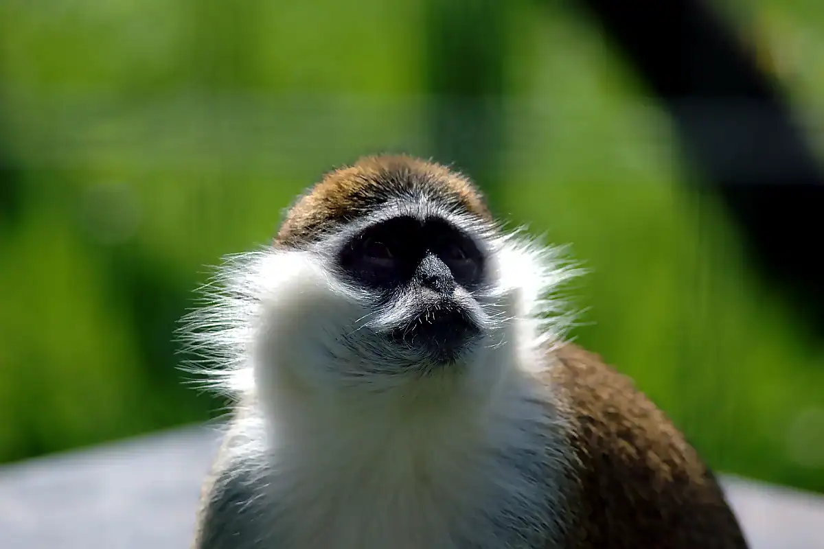 Vervet monkey portrait, the dark face framed by a pale ruff
