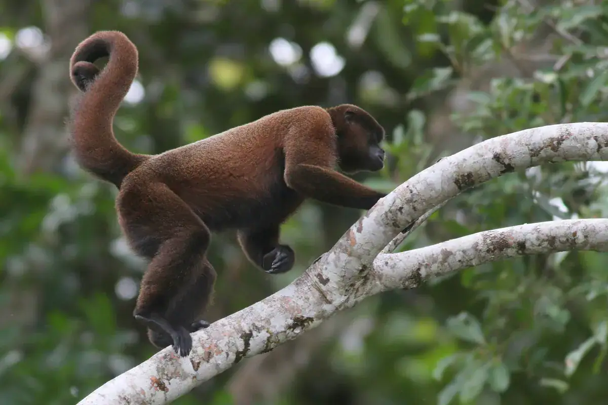 Common woolly monkey walking a branch, its dense coat and coiled prehensile tail in full view