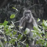Muna-Buton Macaque