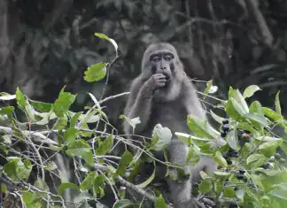 Muna-Buton Macaque