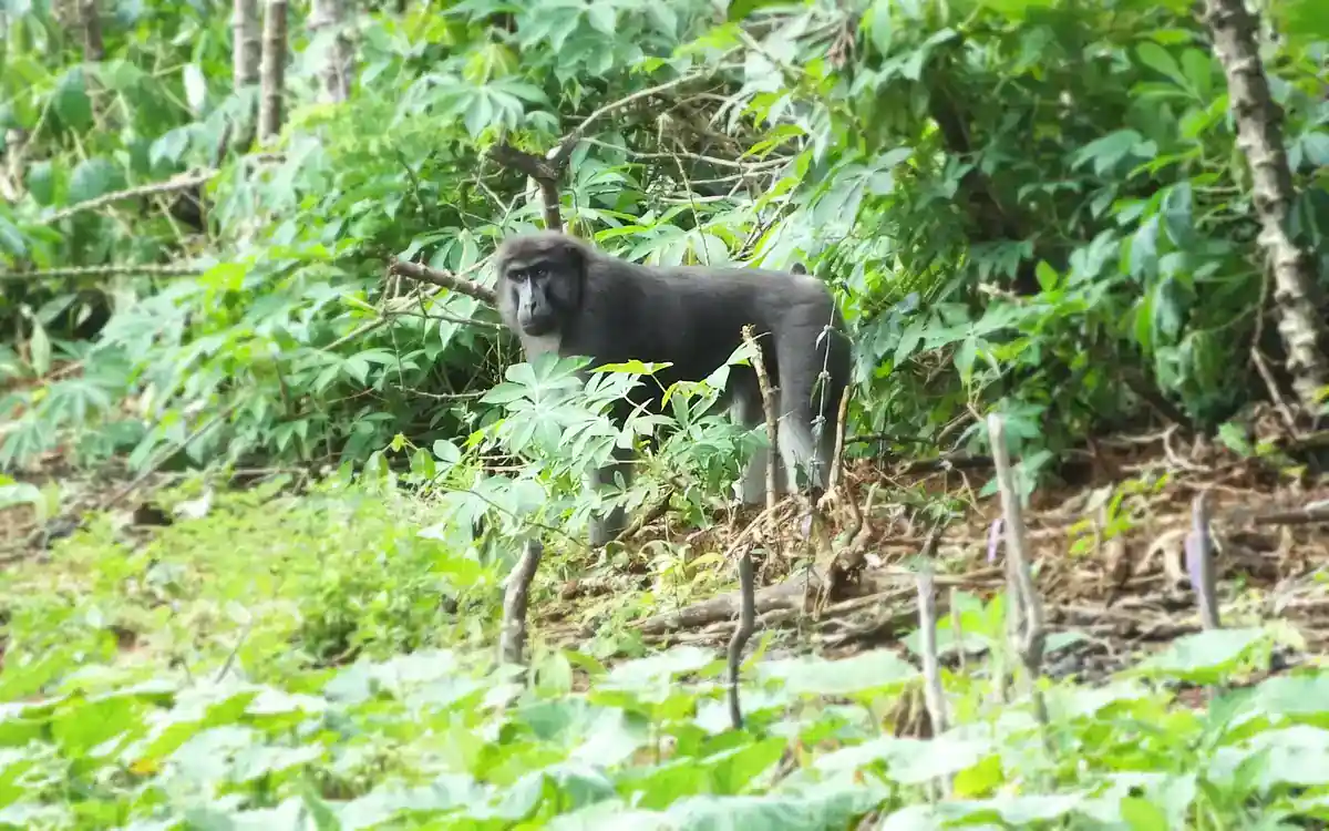 Muna-Buton Macaque At Forest Edge Muna-Buton macaque standing at the edge of cleared forest beside cassava plants on Buton Island