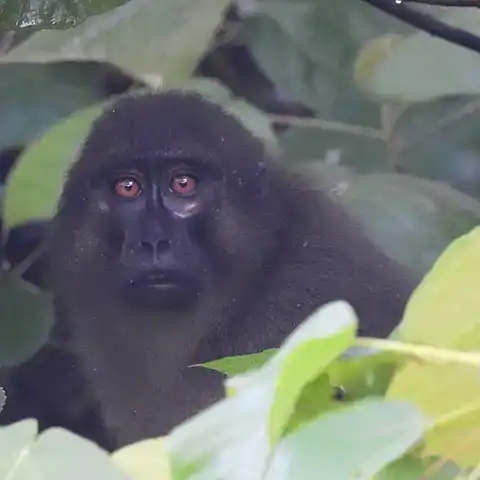 Muna-Buton macaque face framed by rainforest leaves on Buton Island Muna-Buton macaque face framed by rainforest leaves on Buton Island