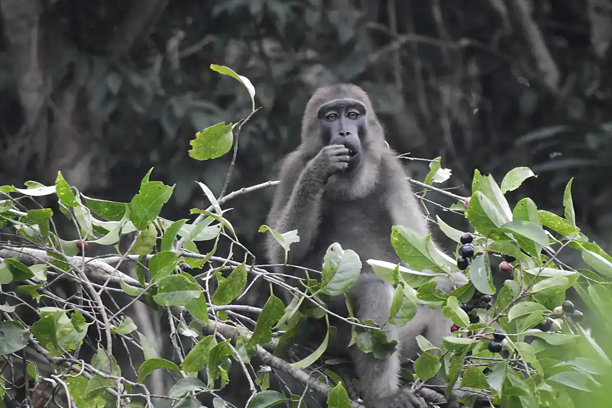 Muna-Buton Macaque Muna-Buton macaque feeding on small black fruits at the top of a forest canopy on Buton Island