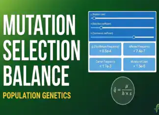 Mutation-Selection Balance Calculator