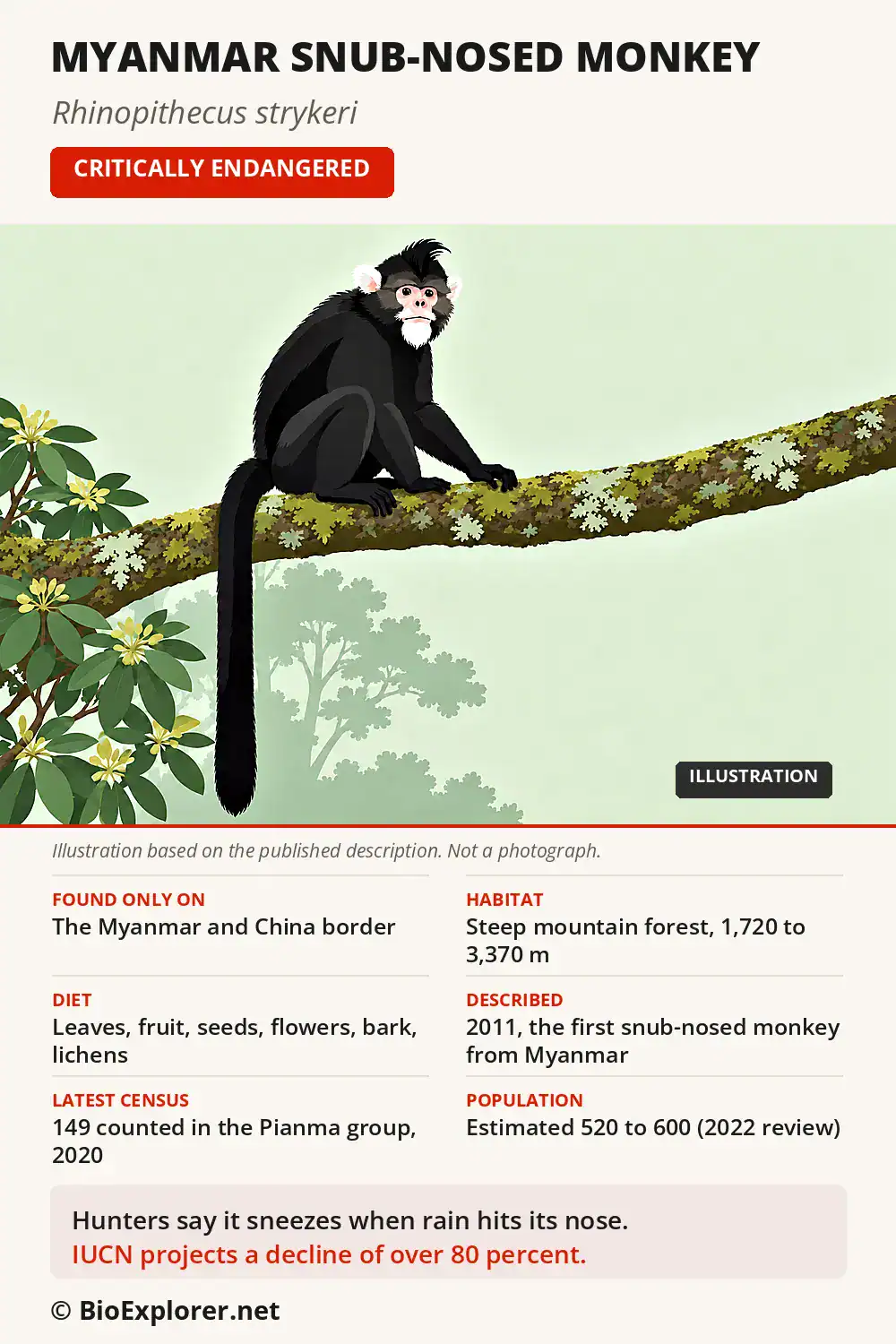 Infographic on the Myanmar snub-nosed monkey: range on the Myanmar and China border, mountain forest habitat, diet, latest census, population estimate and Critically Endangered status