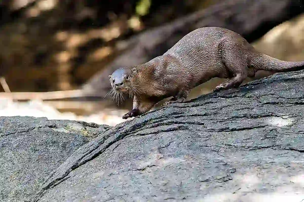 Neotropical otter on a riverbank in South America showing its pale throat