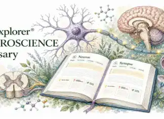 Neuroscience Glossary