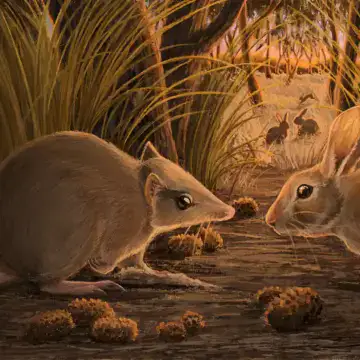Painting of the extinct Little Brown Bandicoot facing a rabbit on a woodland path at dusk