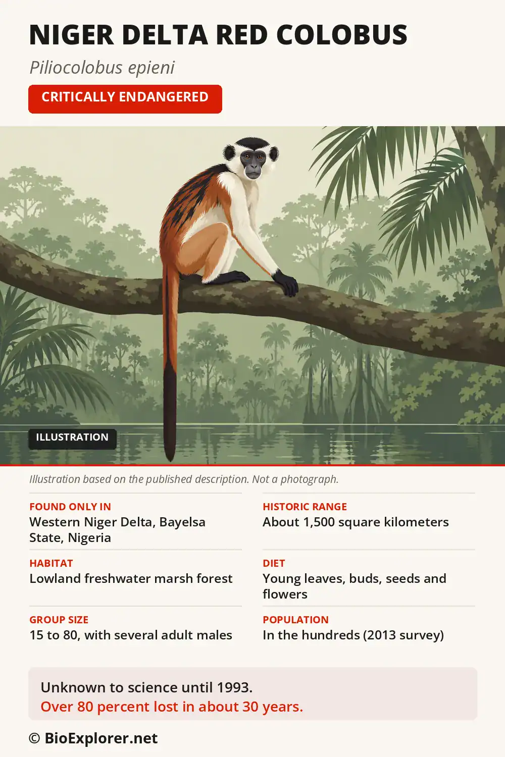 Infographic on the Niger Delta red colobus: Nigerian range, swamp-forest habitat, diet, group size and Critically Endangered status