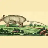 Hand-colored plate of a nine-banded armadillo from Schreber's Die Säugthiere