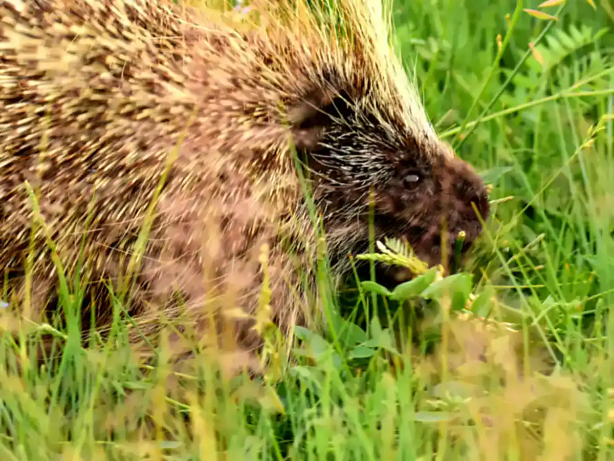 North American Porcupine eating grass at Seedskadee National Wildlife Refuge, showing long guard hairs over its quills