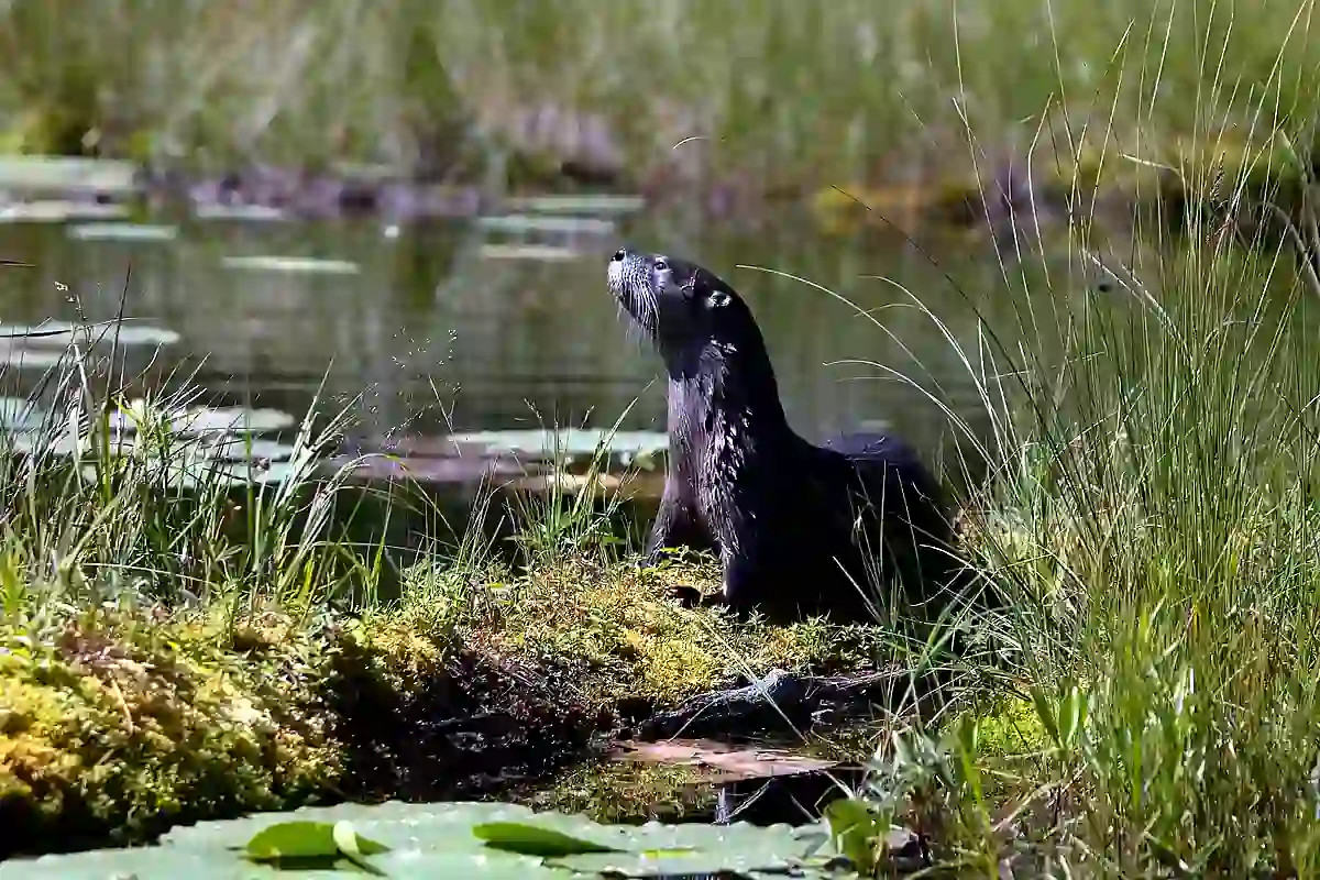 North American river otter on a grassy riverbank showing its silvery throat
