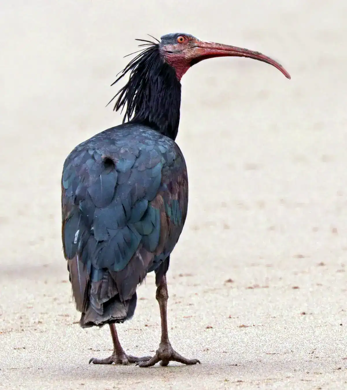Northern Bald Ibis on bare ground showing its bare red head, shaggy black ruff and long red bill
