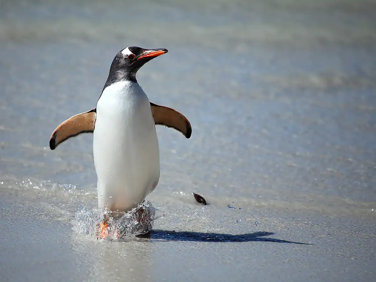 A gentoo penguin with an orange bill splashing through shallow water on Saunders Island in the Falklands