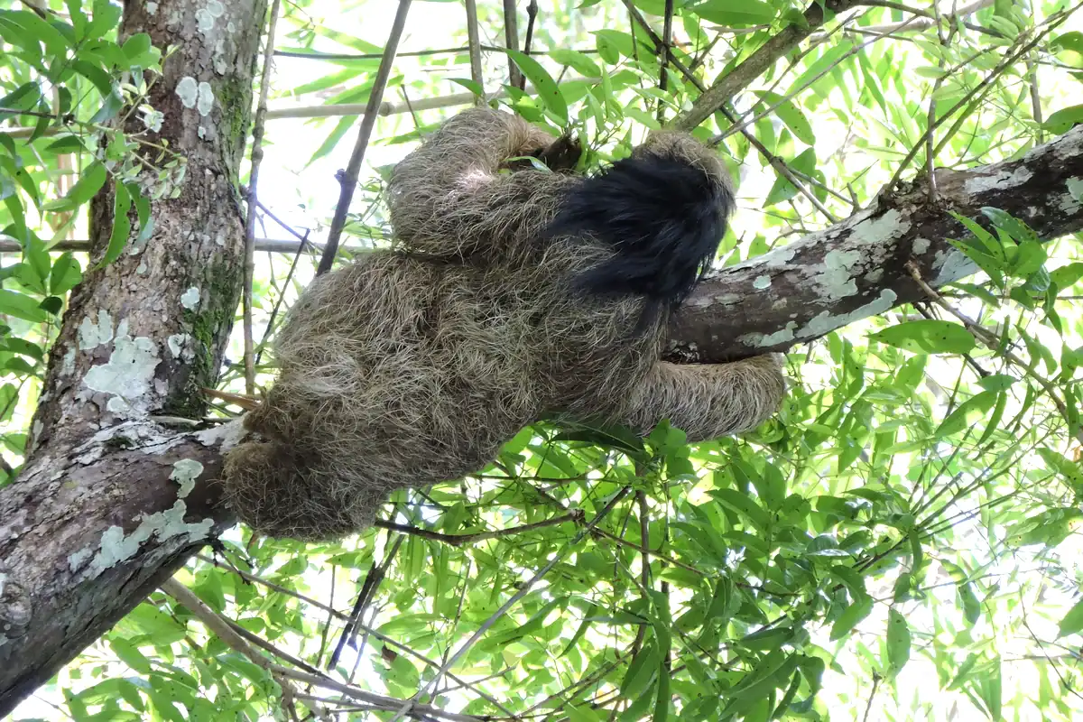 Northern maned sloth in Atlantic Forest showing the black mane of long hair around its neck