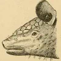 Early 1900s drawing of the head of a northern naked-tailed armadillo showing its large, funnel-shaped ear