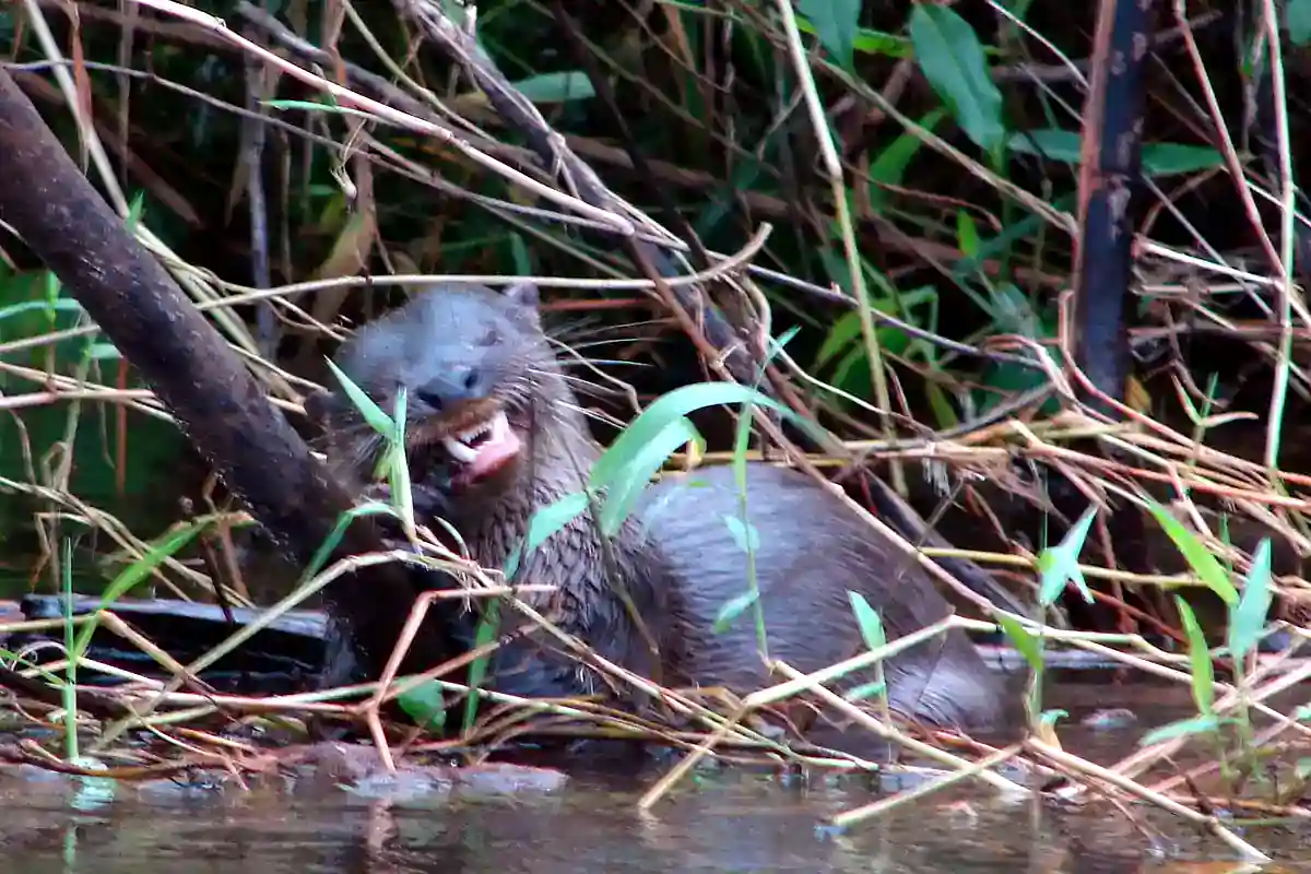 Northern Neotropical otter feeding on a bank at Tortuguero, Costa Rica