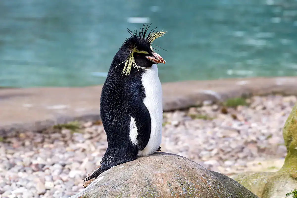 A Northern Rockhopper Penguin with long drooping yellow plumes sitting on a rock at London Zoo