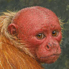 Head of a Novaes bald uakari showing its bare red face and bald crown