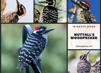 Nuttall's Woodpecker