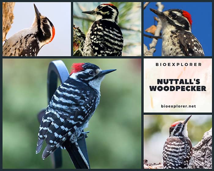 Nuttall's Woodpecker