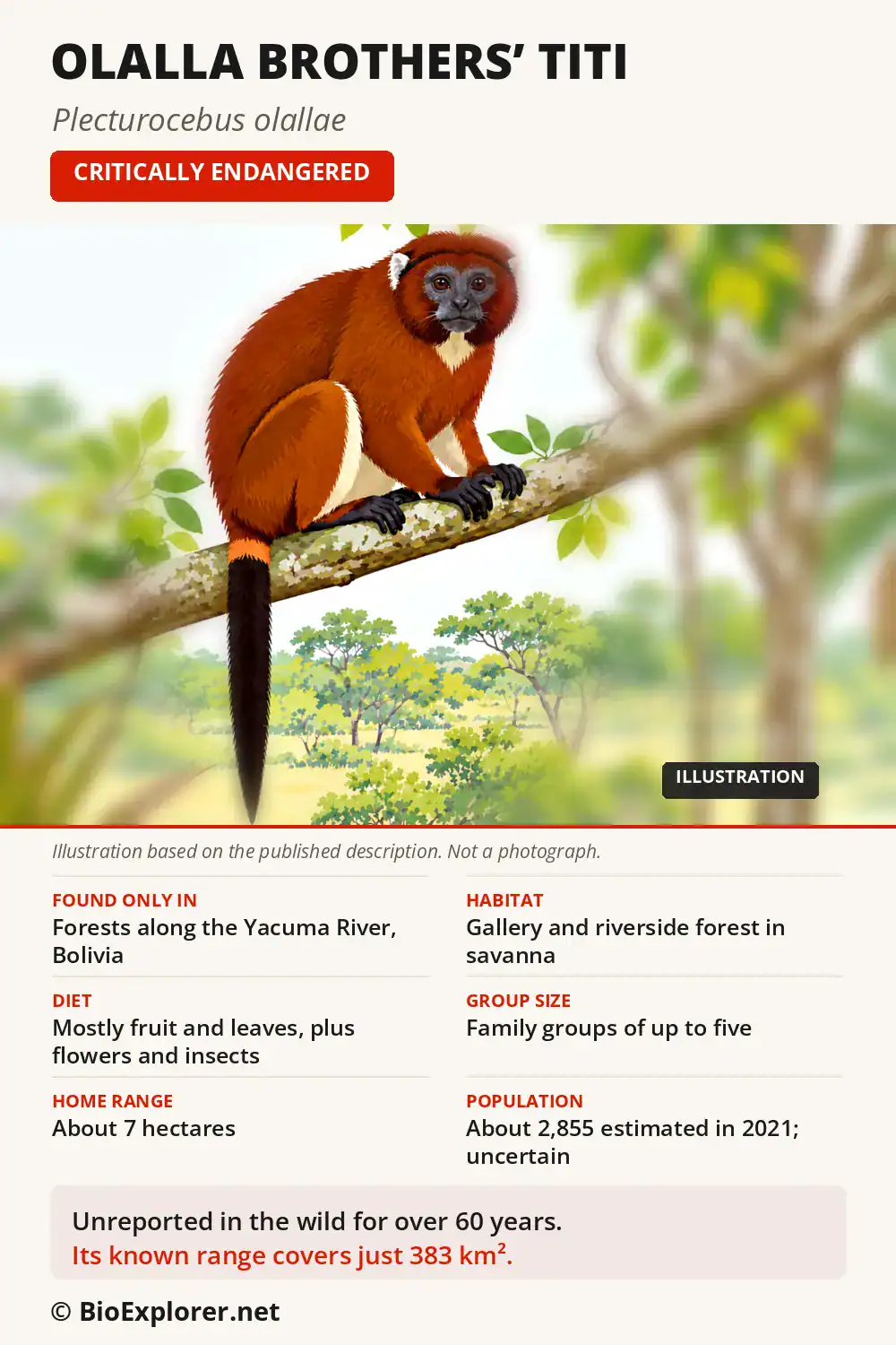 Infographic on the Olalla brothers' titi: forest islands along the Yacuma River in Bolivia, diet, family groups and Critically Endangered status