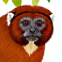 Illustrated face of an Olalla brothers' titi with a dark gray face, a dark reddish-brown frame, a thin black brow fringe and small white ear tufts Illustrated face of an Olalla brothers' titi with a dark gray face, a dark reddish-brown frame, a thin black brow fringe and small white ear tufts