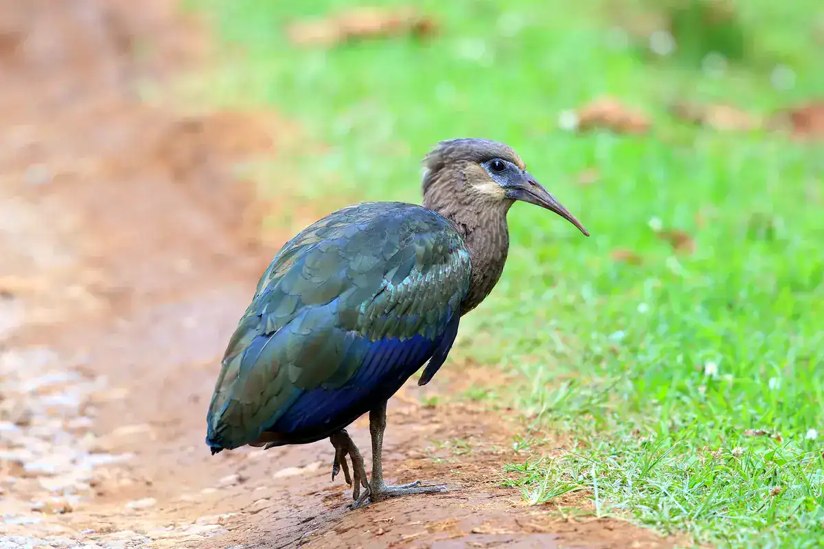 Olive Ibis standing on wet ground showing dark olive plumage and iridescent green wings