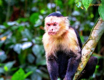 Omnivorous Monkeys