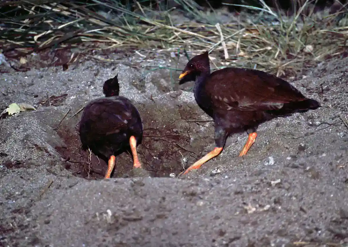 Two dark brown orange-footed scrubfowl with bright orange legs digging in a sandy nest mound