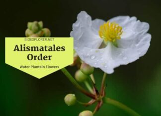 Order Alismatales / Aquatic Flowering Plants