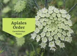 Order Apiales / Carrots and Parsleys Flowers