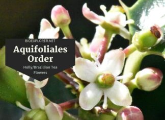 Order Aquifoliales / Holly & Brazillian Tea Flowers