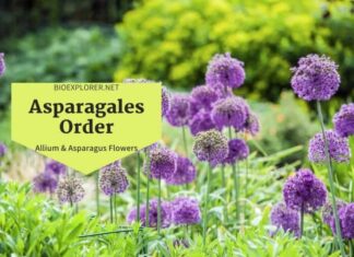 Order Asparagales / Allium and Asparagus Flowers