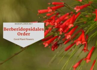 Order Berberidopsidales / Coral Plant Flowers