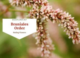 Order Bruniales / Redleg & Spiny Desfontainia Flowers
